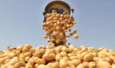 শ্রীলঙ্কায় আলু পাঠানোর কথা ভাবছে বাংলাদেশ