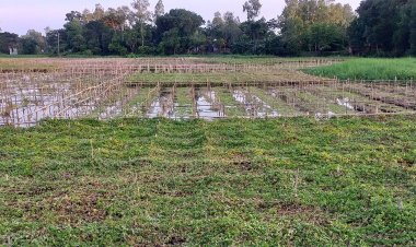 বন্যার প্রভাব মুন্সীগঞ্জে, তলিয়ে যাচ্ছে সবজি ও ধান