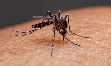 বর্ষায় মশা দূর করার উপায়