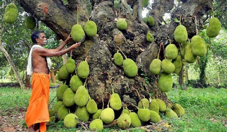 ২০০ বছর বয়স, এখনও বছরে কয়েকশো ফল দেয় এই ঐতিহ্যবাহী কাঁঠাল গাছ