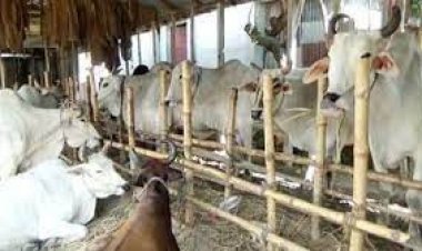 গরু-মহিষের জন্য ‘আবাসিক হোটেল’