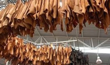 চামড়ার দাম পাওয়া নিয়ে এবারও অনিশ্চয়তা