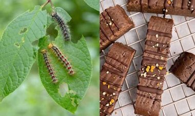 শুঁয়োপোকা থেকে চকলেট! ইঞ্জিনিয়ারের আবিষ্কার