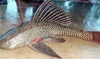 নিষিদ্ধ হচ্ছে সাকার ফিশ