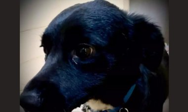 পর্বতারোহণে বিপত্তি, ৭০ ফুট গভীর খাদে পড়লেন মালিক, পোষ্য কুকুরই বাঁচাল প্রাণ!