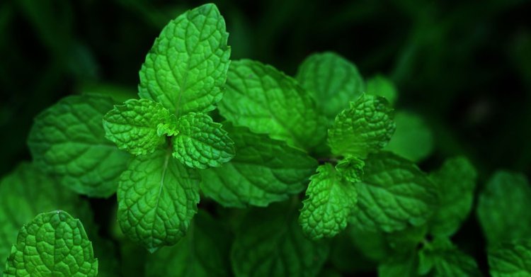 পুদিনা পাতার উপকারিতা