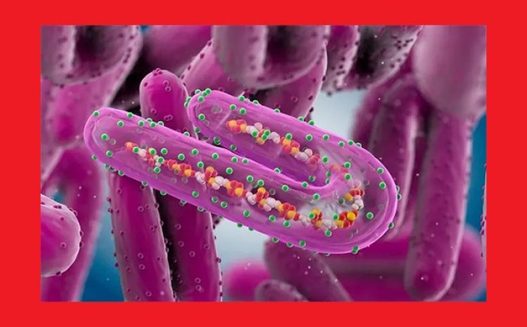 ঘানায় অত্যন্ত সংক্রামক মারবার্গ ভাইরাসের হানা