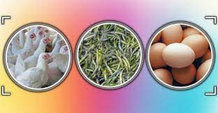 কাঁচা মরিচের ডাবল সেঞ্চুরি, দাম বেড়েছে ডিম-মুরগিরও