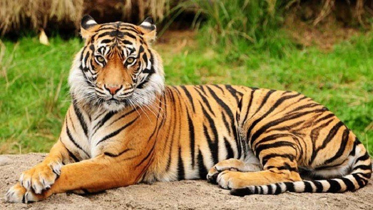 চার বছরে বাঘ বেড়েছে ৮টি