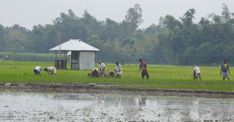 নীলফামারীতে ভরা বর্ষায়ও বৃষ্টি নেই, আমন নিয়ে দুশ্চিন্তায় কৃষকরা