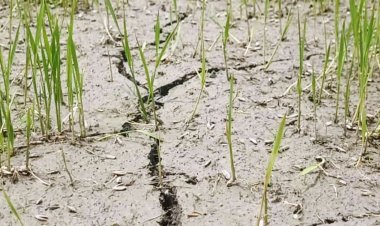 অনাবৃষ্টিতে শুকিয়ে গেছে বীজতলা, আমন চাষ ব্যাহত