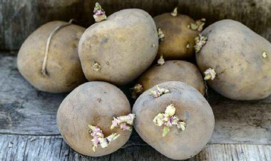 আলুতে অঙ্কুর গজিয়েছে? সেটি খাওয়া কি আদৌ ঠিক হবে