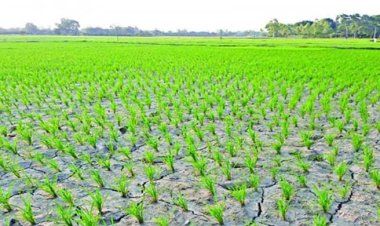 আমন ক্ষেত ফেটে চৌচির, ফলন নিয়ে শঙ্কায় কৃষকরা