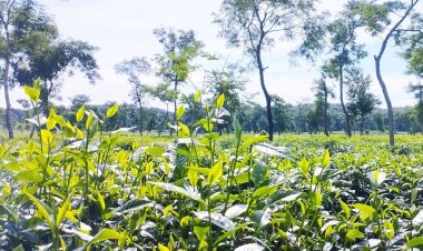 শ্রমিক আন্দোলনে নষ্ট হচ্ছে শত কোটি টাকার চা