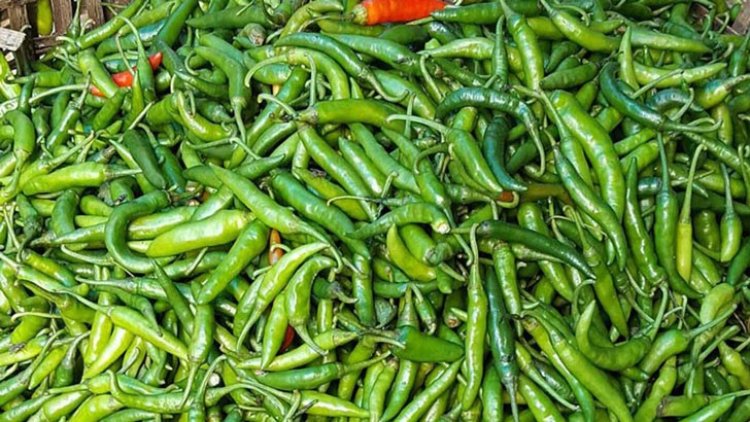 কাঁচামরিচের কেজি ৩২০