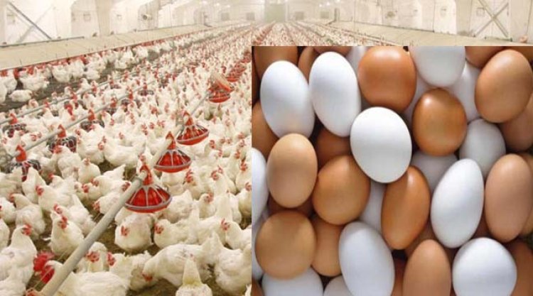 ডিম-মুরগির দাম বাড়িয়ে মুনাফা লুটেছে মধ্যস্বত্বভোগীরা: বিপিআইসিসি