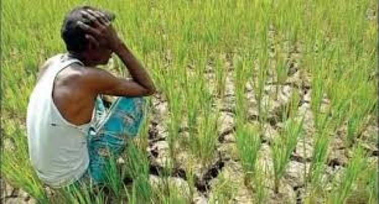 অনাবৃষ্টির ওপর খাঁড়ার ঘা হয়েছে সার-ডিজেলের দাম