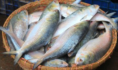 দুর্গাপূজায় ভারত যাচ্ছে ২ হাজার ৪৫০ টন ইলিশ