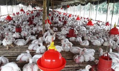  সুনামগঞ্জে গরমে মারা যাচ্ছে মুরগি, দিশেহারা খামারিরা