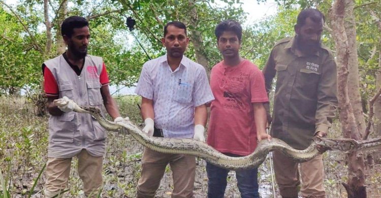 লোকালয় থেকে ১২ ফুট লম্বা অজগর উদ্ধার