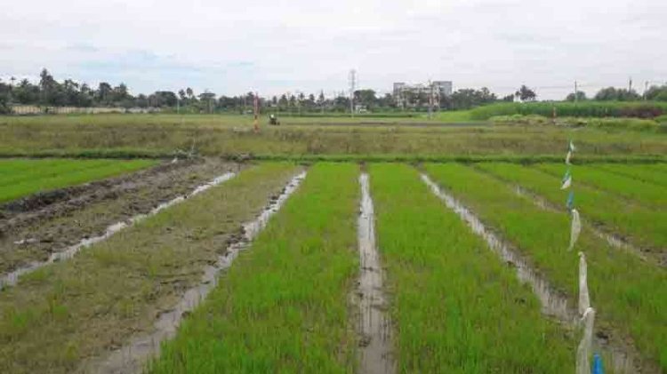 জলবায়ু পরিবর্তনের প্রভাবে খুলনায় আমন চাষ ব্যাহত