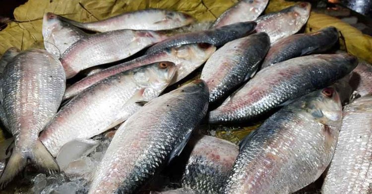  ৭ অক্টোবর থেকে ২২ দিন ইলিশ আহরণ, ক্রয়-বিক্রয় নিষিদ্ধ