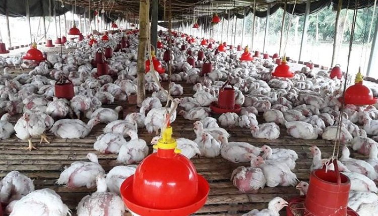  সুনামগঞ্জে গরমে মারা যাচ্ছে মুরগি, দিশেহারা খামারিরা