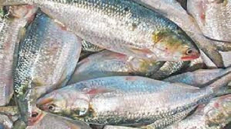 পূজা উপলক্ষে ২৮০০ কেজি ইলিশ ভারতে রফতানি