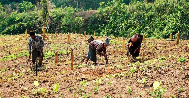 পাহাড়ে চাষ শিখতে বিদেশে প্রশিক্ষণ, খরচ ৬০ লাখ