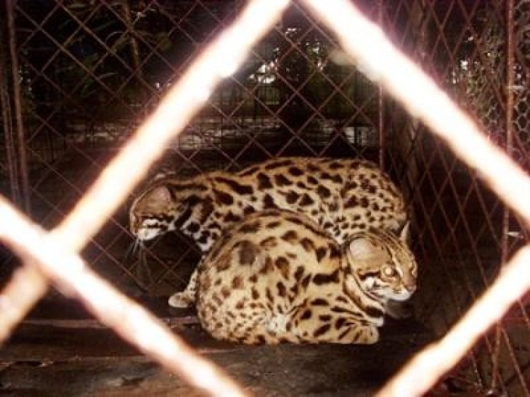 অর্থ সংকটে বন্ধের পথে সিতেশ বাবুর চিড়িয়াখানা