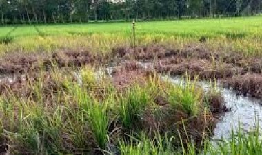 আমনে পাতাপোড়া রোগ, হতাশ কৃষক