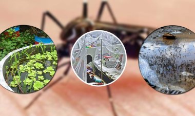 ছাদ-বাগান আর নির্মাণাধীন ভবন বাড়িয়েছে ডেঙ্গু!