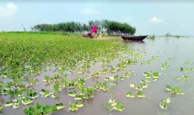 যমুনায় অসময়ে পানিবৃদ্ধি, তলিয়ে যাচ্ছে ফসল