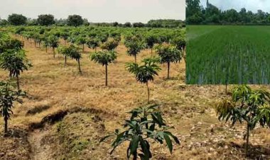 রাজশাহী অঞ্চলে ধানের জমি কমেছে ১ লাখ ৩৩ হাজার হেক্টর