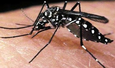 রেকর্ড ৯০০ ডেঙ্গু রোগী হাসপাতালে ভর্তি, আরও তিন জনের মৃত্যু