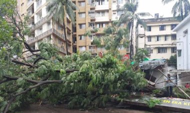 রাজধানীর দুই শতাধিক স্থানে সড়কে গাছ ভেঙে পড়ে যান চলাচল বিঘ্নিত