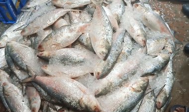 চাঁদপুরে ক্রেতা-বিক্রেতার হাঁকডাকে সরগরম ইলিশের বাজার