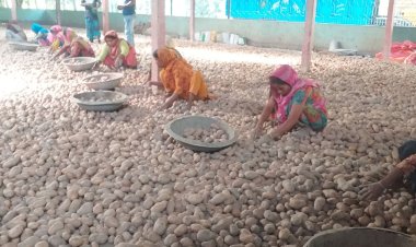  ‘আমরা আর আলু লাগামু না’