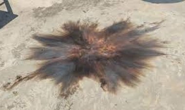 চাঁপাইনবাবগঞ্জে পত্রিকা অফিসে ককটেল হামলা