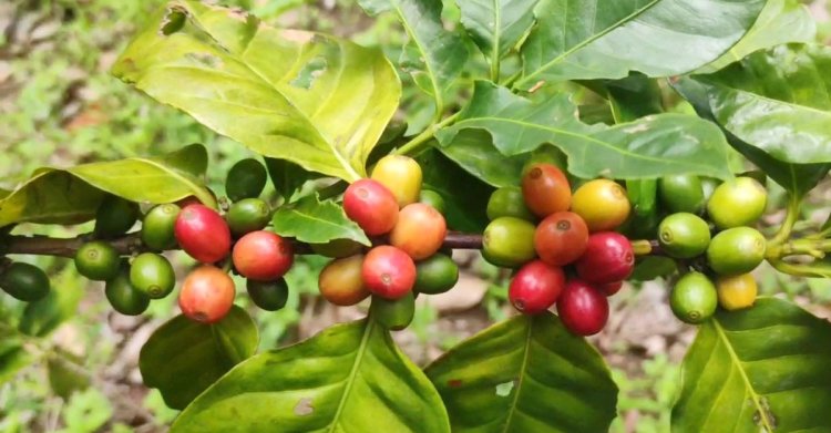 পাহাড়ে জনপ্রিয় হচ্ছে কফি চাষ