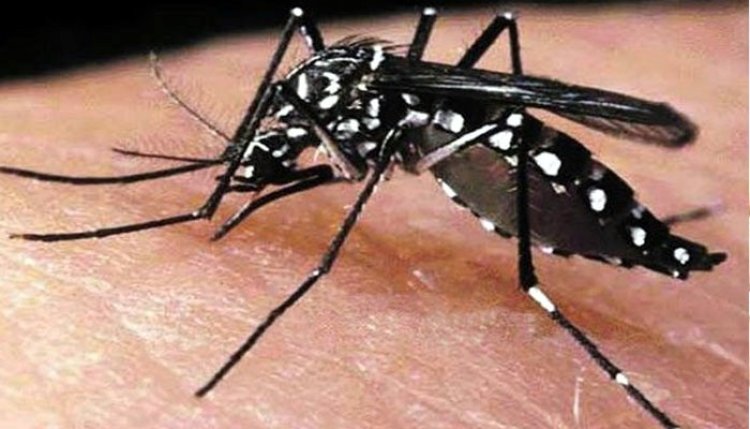 রেকর্ড ৯০০ ডেঙ্গু রোগী হাসপাতালে ভর্তি, আরও তিন জনের মৃত্যু