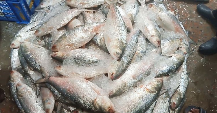 চাঁদপুরে ক্রেতা-বিক্রেতার হাঁকডাকে সরগরম ইলিশের বাজার