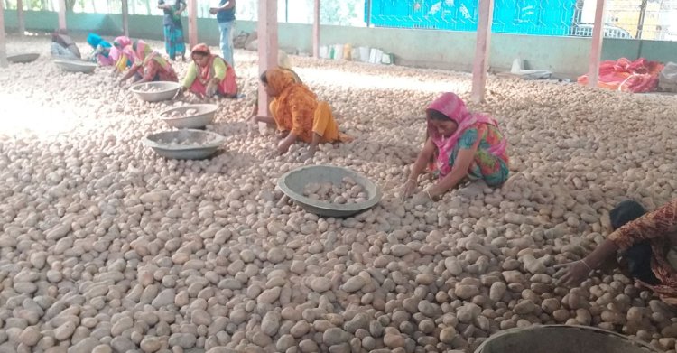  ‘আমরা আর আলু লাগামু না’