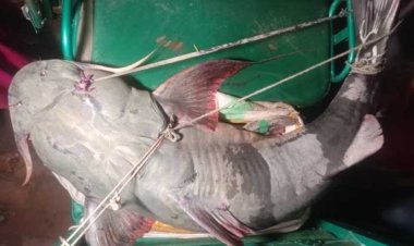 বড়শিতে ধরা পড়ল  ৬২ কেজির বাগাড়!