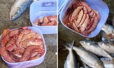 ইলিশের ডিমের কেজি ১৭০০ টাকা