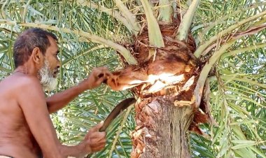 আসছে শীত, খেজুর রস সংগ্রহের প্রস্তুতিতে ব্যস্ত ঝিনাইদহের গাছিরা