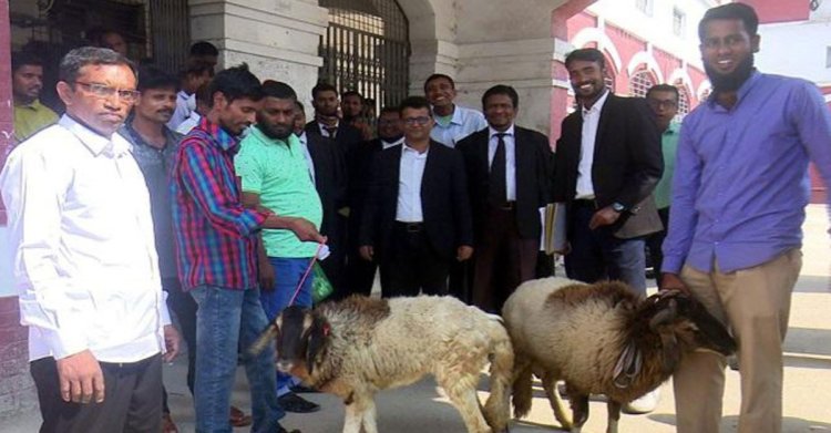 তিন মাস পর থানা থেকে মুক্তি পেল ভেড়া দুটি