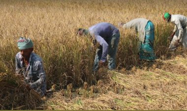 যশোরে আমন ধানে চিটা, দিশেহারা কৃষক