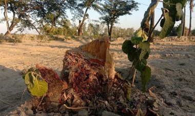 রাতের আঁধারে গাছ চুরি, ঘুম ভাঙ্গেনি পউব‘র