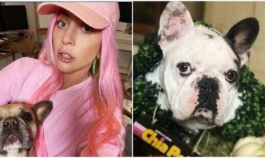  লেডি গাগার কুকুরকে গুলির দায়ে ২১ বছরের জেল